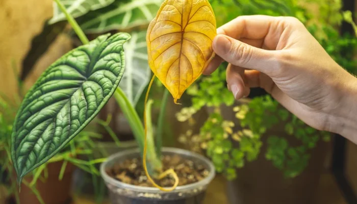 folhas amarelas plantas