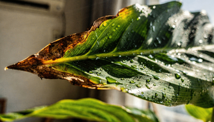 plantas marrons